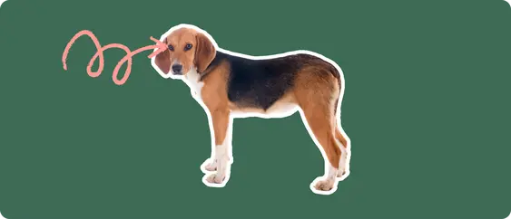 A Harrier dog cut out with a white outline, with a pink arrow pointing to it's eye, on a solid green background