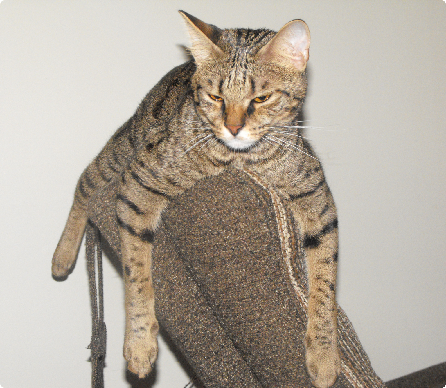 Savannah cat laying the back on a chair