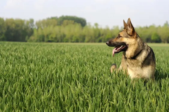 German Shepherd Dog