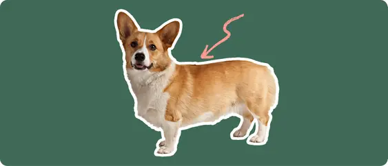 Corgi