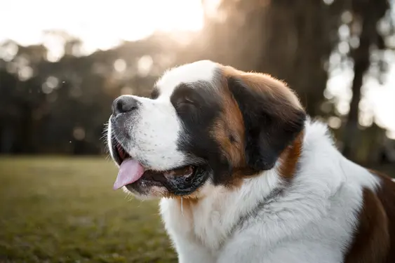 Saint Bernard dog with eyes closed shown in profile outside