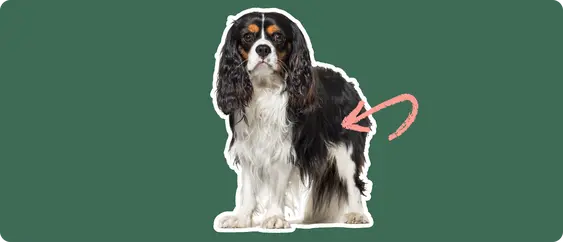 Black-and-brown cavalier king charles spaniel with a pink arrow drawn to its hip
