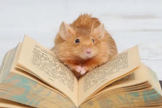 A pet rat reading a book