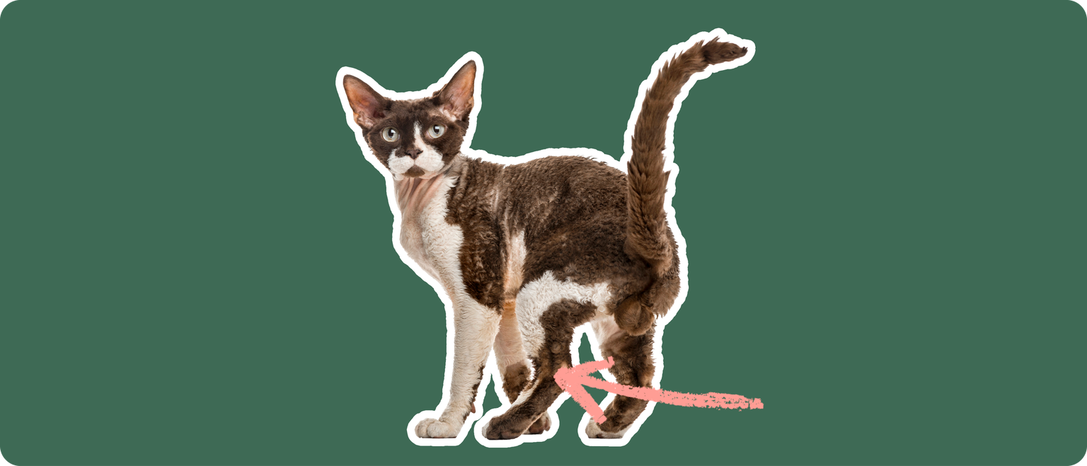 A brown and white devon rex cat, cut out with a white outline, with a pink arrow pointing to it's back knee, on a solid green background