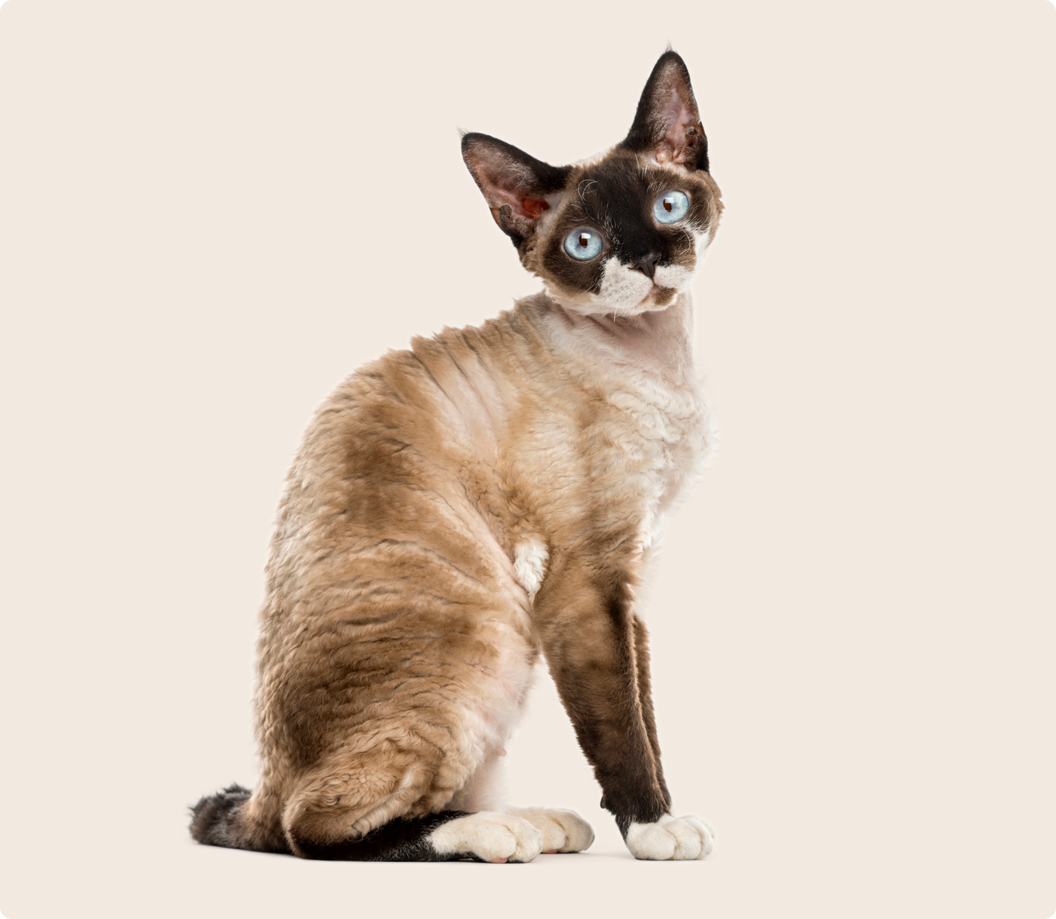 A brown and white Devon Rex cat with blue eyes sitting, on a beige background