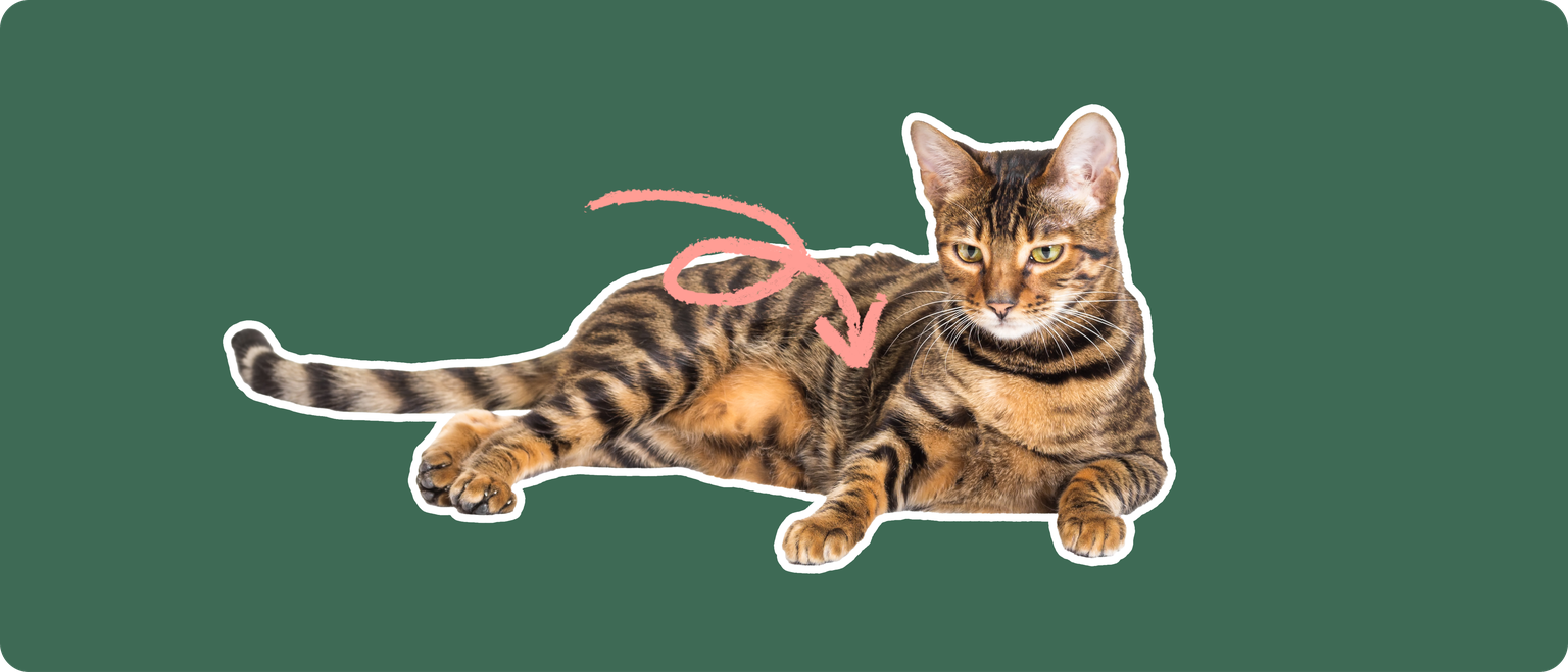A Toyger cat laying down cut out with a white outline, with a pink arrow pointing to it's belly, on a solid green background