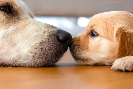 A-golden-Labrador-dog-and-puppy-laying-down-nose-to-nose