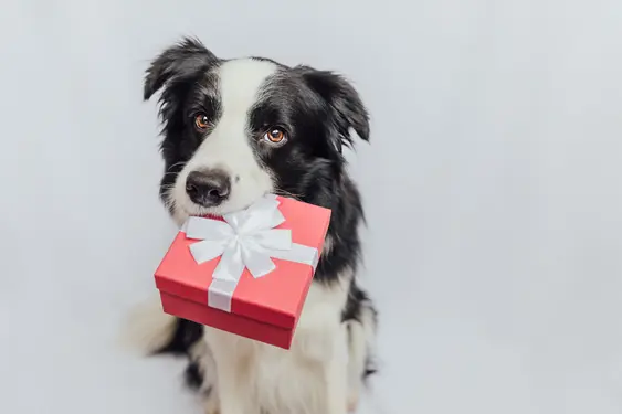 A Border Collie stares into the camera with a red gift box in their mouth