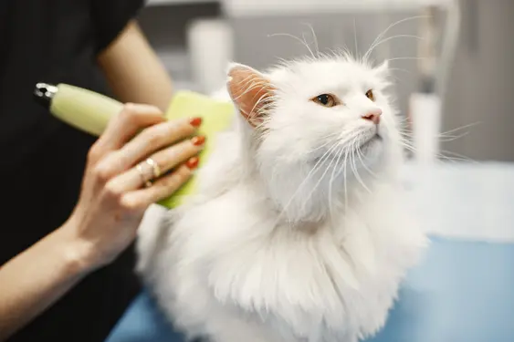 woman with red nails and gold rings uses bright green brush on white fluffy cat