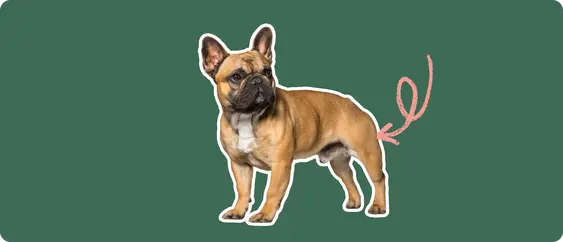 French bulldog