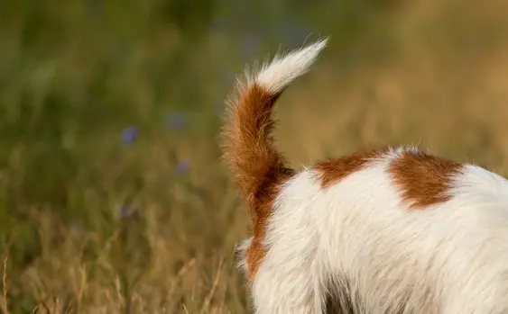 Image of a brown-and-white dog's tail