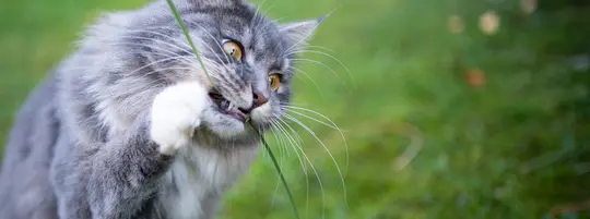 blue tabby maine coon cat with white paws eating blade of grass outdoors in the garden