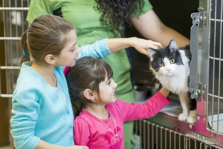 Cat being stroked by children