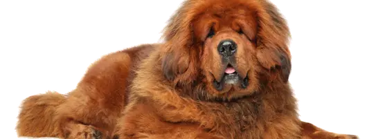 Tibetan Mastiff laying on the floor