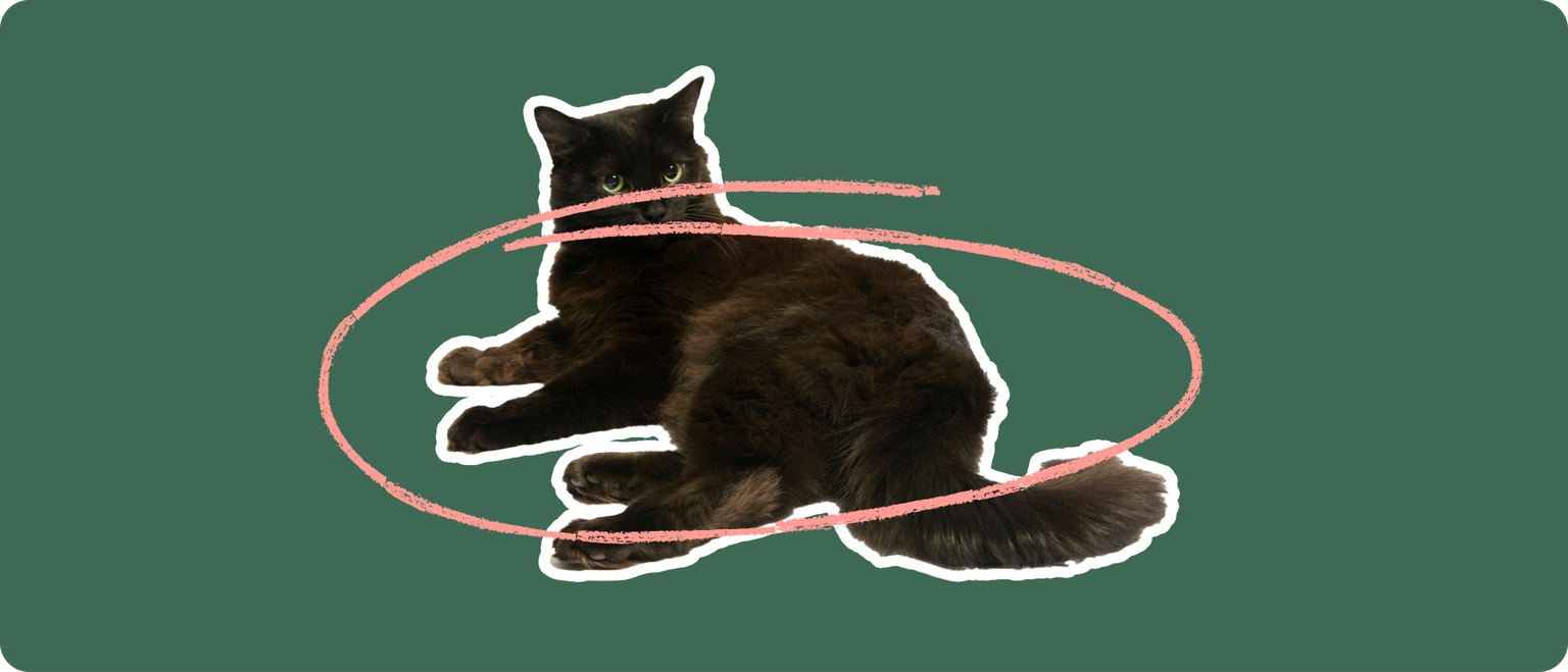 A furry black cat cut out with a white outline, with a pink circle around it's body, on a solid green background
