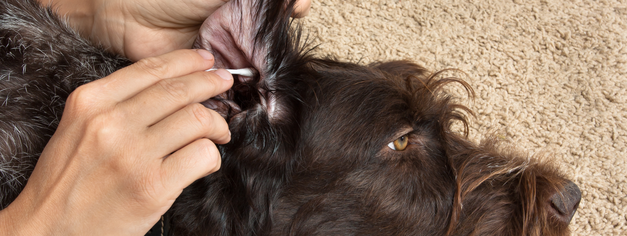 A human hand using a q-tip to clean a brown dog's ear