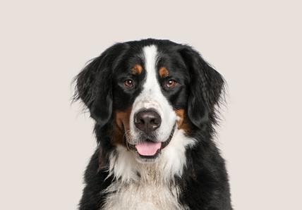Bernese Mountain Dog