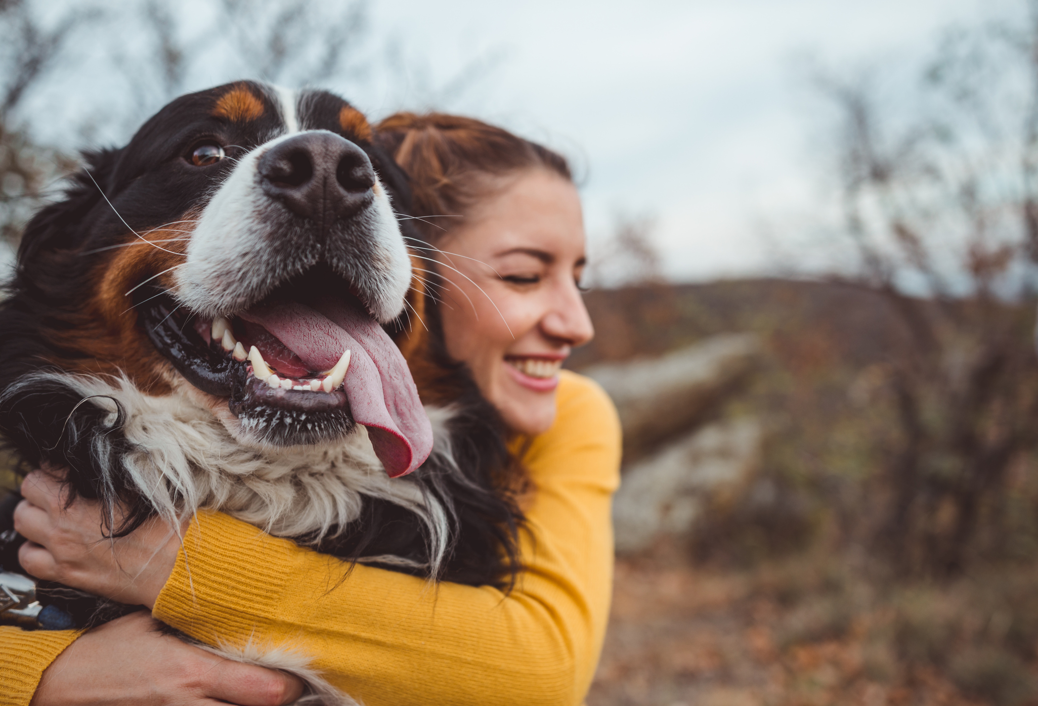 Woman in a yellow sweater hugs a large, happy Bernese Mountain Dog outdoors. The dog has their tongue out, and both appear joyful. Background shows blurred trees.