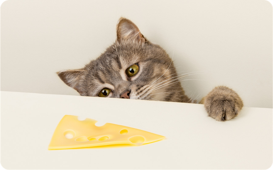 cat eyeing a piece of cheese on a table