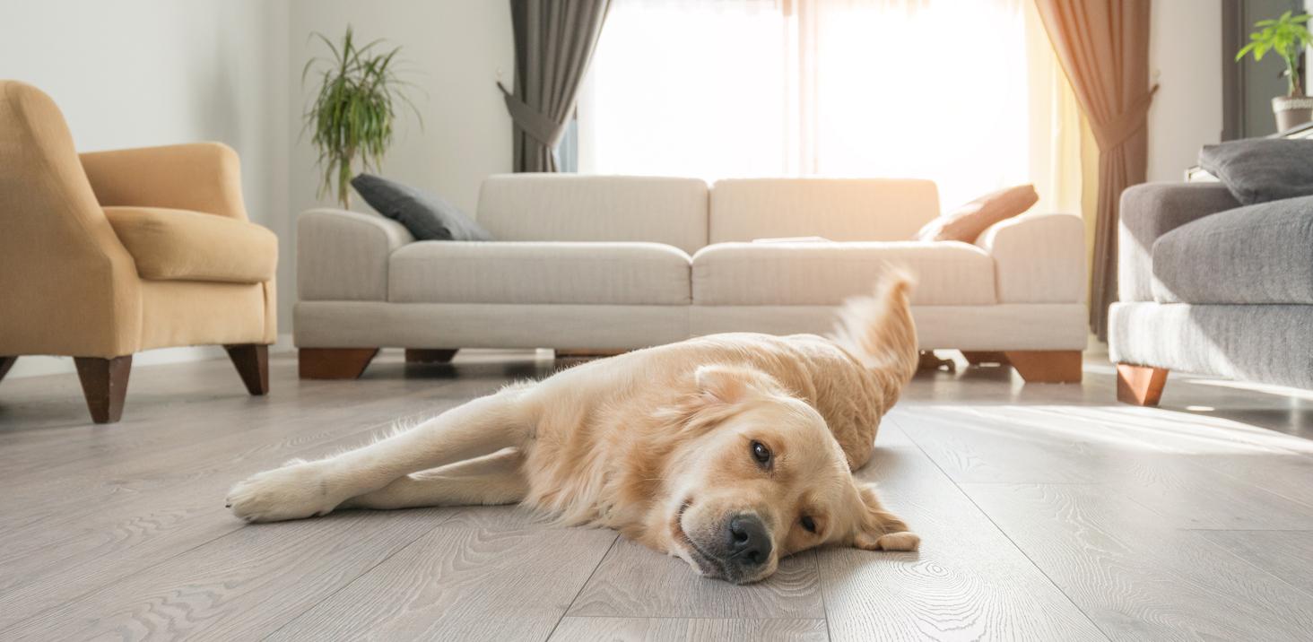 Golden retriever resting on the living room floor