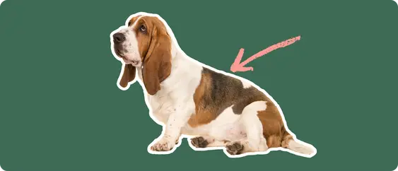 A Basset Hound dog cut out with a white outline on a green background with a pink arrow pointing to its back