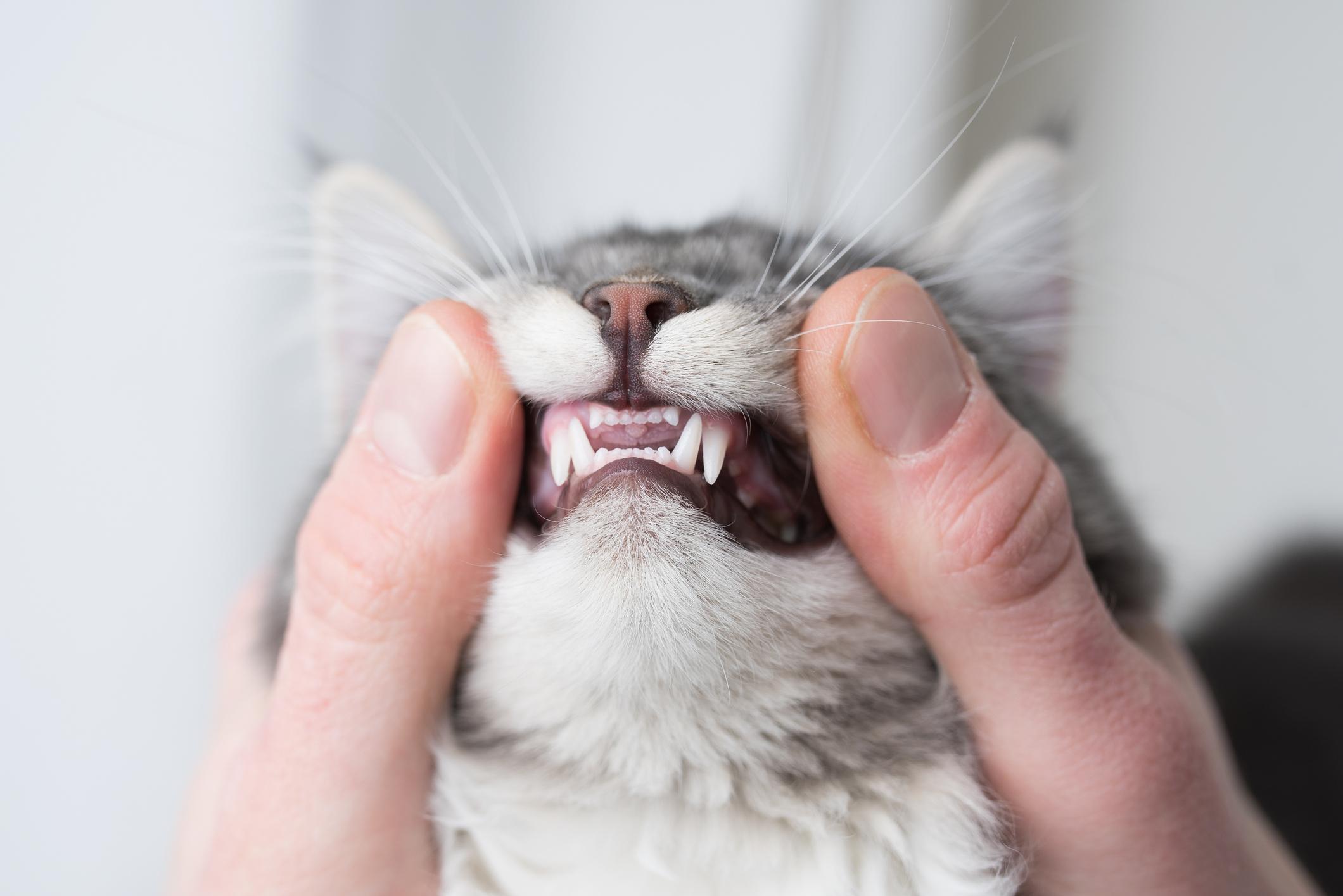 Close-up of a person gently holding a cat’s face, revealing the cat's teeth. The cat's fur is grey and white.