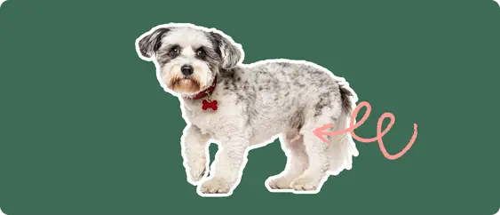 A white and grey schnoodle dog cut out with a white stroke, on a green background, with a pink arrow pointing to it's back kneee