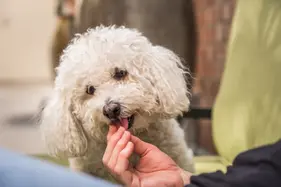 A Bichon Frise eats a treat from their pet parent's hand