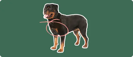 Image of a rottweiler with a pink circle drawn over its chest