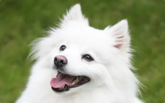 A close up of a fluffy white American Eskimo dog with his tongue out with green grass in the background