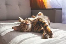 Amazing domestic bengal cat with spotted fur lying on sofa and smiling In her sleep. Cat's dreams.
