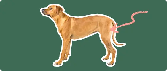 Image of a Rhodesian Ridgeback with a pink arrow drawn to its hip