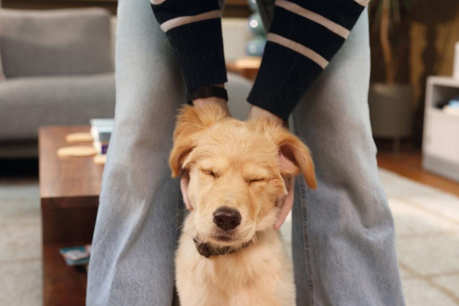 Image of a Golden Retriever puppy being stroked by its owner