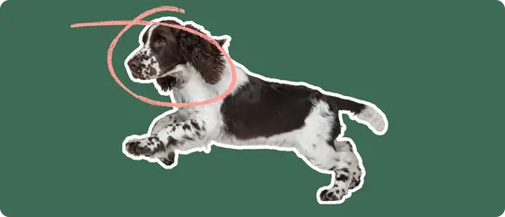 An image of a Springer Spaniel running with a pink circle drawn over its head
