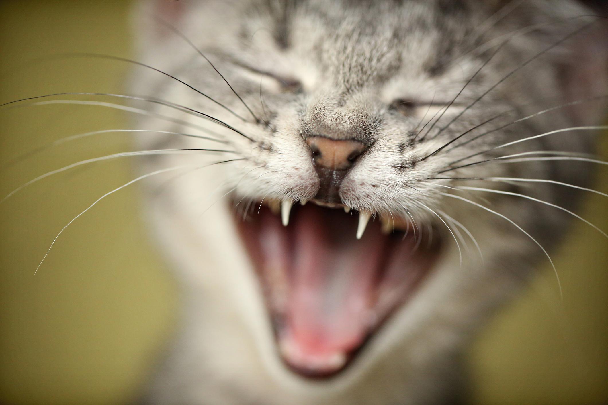 Close-up of a yawning cat with its mouth wide open, showing sharp teeth and whiskers. The background is blurred.