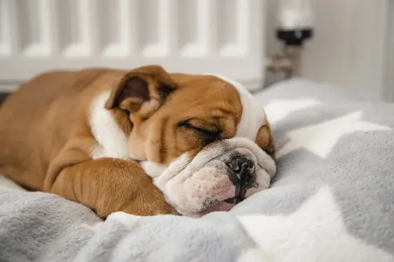 A bulldog puppy sleeps quietly on a star-patterned blanket