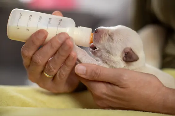 newborn puppy