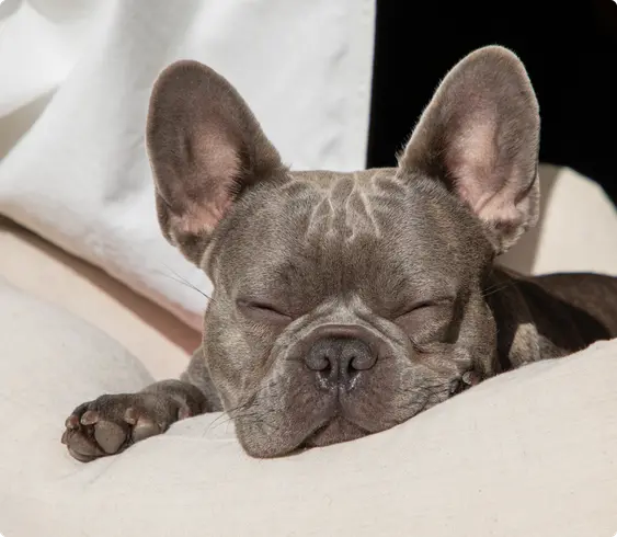 French bulldog