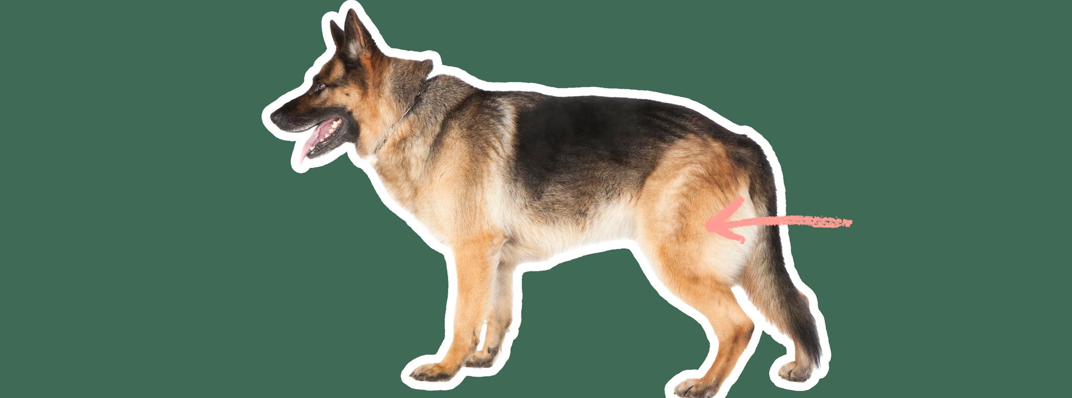 Image of a brown-and-black German Shepherd with a pink arrow drawn to its hip