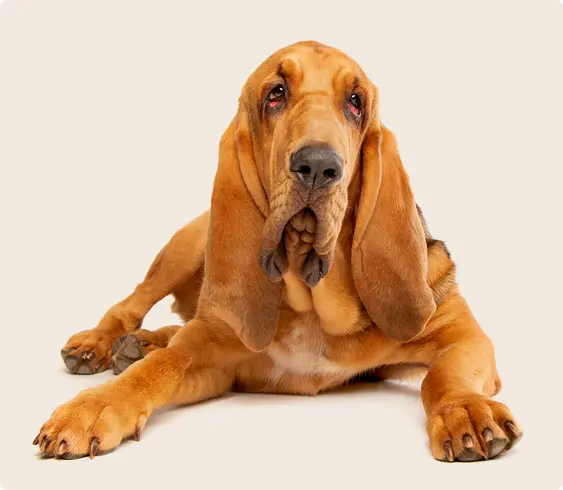 A bloodhound dog lying down on a beige background