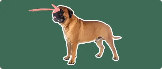 a Bullmastiff cut out with white outline on a green background with a pink arrow pointing toward it's eye