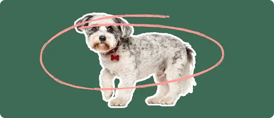 A white and grey schnoodle dog cut out with a white stroke, on a green background, with a pink circle around it's body
