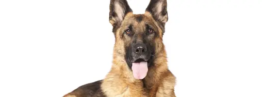 German Shepherd Dog