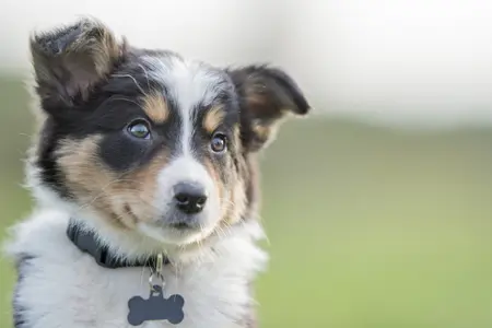 Border Collie amongst flowers