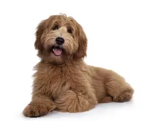 Labradoodle hero image