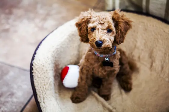Toy Poodle puppy cut