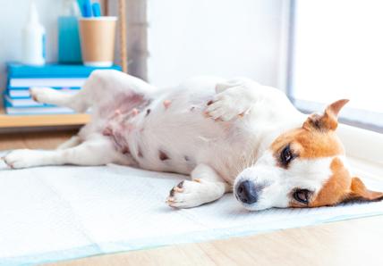 Dog with phantom pregnancy