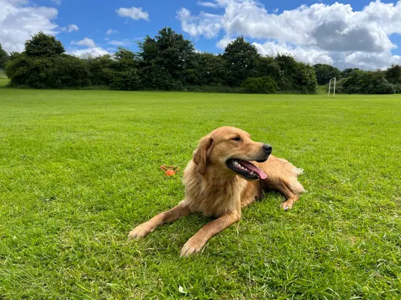 Image of a Golden Retriever, Bertie, lying down outdoors