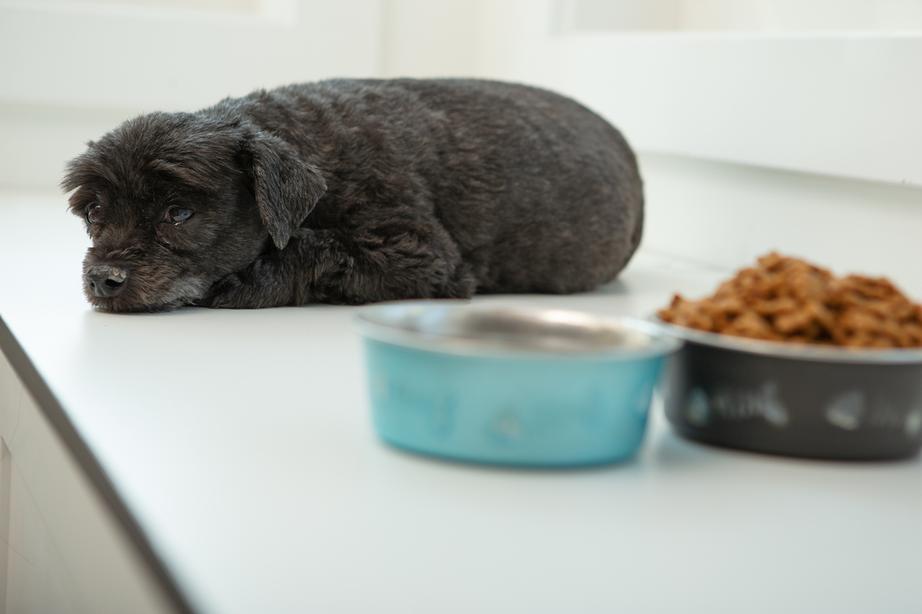 Sick Black mixed small dog laying beside his food bowls