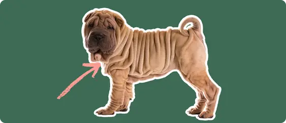 Image of a brown Shar Pei with a pink arrow drawn to its neck